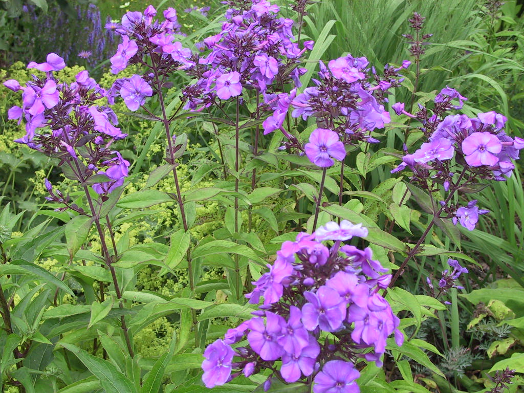 Phlox paniculata Blue Paradise 03.jpg